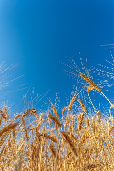 golden-wheat-field-sunny-day (1)